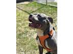 Adopt Milo a Gray/Blue/Silver/Salt & Pepper American Pit Bull Terrier / Mixed