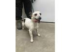 Adopt Wishbone a White Jack Russell Terrier / Mixed Breed (Medium) / Mixed