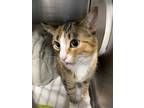 Adopt Luna a Orange or Red Domestic Shorthair / Domestic Shorthair / Mixed cat