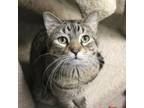 Adopt Rodrick a Domestic Short Hair