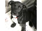 Adopt Coleman a Pit Bull Terrier
