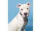 Adopt Doug a Black American Pit Bull Terrier / Mixed dog in Santa Paula