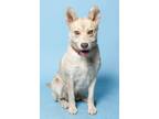 Adopt Coyote a Tan/Yellow/Fawn Husky / Mixed dog in Santa Paula, CA (41241626)