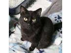 Adopt Lennox a Domestic Short Hair