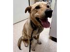 Adopt Delilah a Brindle Labrador Retriever / Mixed Breed (Medium) / Mixed (short