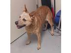 Adopt Ginger a Brindle Australian Cattle Dog / Mixed Breed (Medium) / Mixed