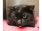Adopt Stray 235 a All Black Domestic Mediumhair / Domestic Shorthair / Mixed cat