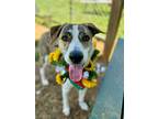 Adopt Amelia a Brindle - with White Mixed Breed (Medium) / Hound (Unknown Type)