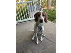Adopt Ripley a Red/Golden/Orange/Chestnut - with White Beagle / Mixed dog in