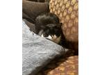 Adopt Tango a Black & White or Tuxedo Tabby / Mixed (medium coat) cat in Peyton