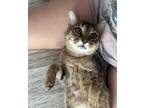 Adopt Willow a Tan or Fawn Tabby American Shorthair (short coat) cat in
