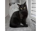 Adopt Rocket a All Black Domestic Shorthair / Domestic Shorthair / Mixed cat in