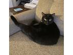 Adopt Simba a All Black Domestic Shorthair / Domestic Shorthair / Mixed cat in