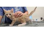 Adopt Moody's Point a Tan or Fawn Domestic Shorthair / Domestic Shorthair /