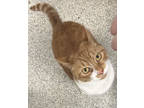 Adopt Ginger a Orange or Red Domestic Shorthair / Mixed Breed (Medium) / Mixed