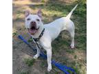 Adopt Kirby a White Mixed Breed (Large) / Mixed dog in Menands, NY (40726281)