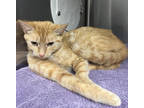 Adopt Cheddar a Orange or Red Domestic Shorthair / Mixed Breed (Medium) / Mixed