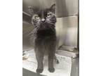 Adopt Momo a All Black Domestic Mediumhair / Domestic Shorthair / Mixed cat in