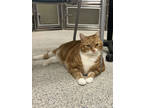Adopt Oliver a Orange or Red Domestic Shorthair / Domestic Shorthair / Mixed cat