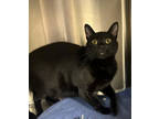 Adopt Hershey a All Black Domestic Shorthair / Domestic Shorthair / Mixed cat in
