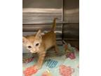 Adopt Thomas QC10 5-7-24 a Orange or Red Domestic Shorthair / Mixed Breed