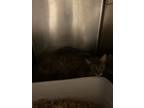 Adopt Nelly FJ1 5-16-24 a Gray or Blue Domestic Shorthair / Mixed Breed (Medium)