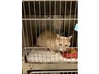 Adopt Turkey TCR5 5-15-24 a Orange or Red Domestic Shorthair / Mixed Breed