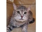 Adopt Melodie a Gray or Blue Domestic Shorthair / Mixed Breed (Medium) / Mixed