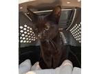 Adopt Mayo a All Black Domestic Shorthair / Domestic Shorthair / Mixed cat in