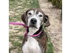 Adopt Mogli a Brindle Plott Hound / Mixed Breed (Medium) / Mixed (short coat)