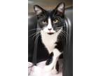 Adopt Bigsby a All Black Domestic Shorthair / Domestic Shorthair / Mixed cat in