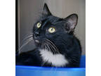 Adopt Klondike a All Black Domestic Longhair / Domestic Shorthair / Mixed cat in