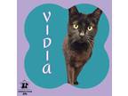 Adopt Vidia a All Black Domestic Shorthair / Domestic Shorthair / Mixed cat in