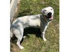 Adopt Nyla a White Border Collie / Mixed dog in Gainesville, TX (41364803)