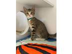 Adopt Ryan a Brown or Chocolate Domestic Shorthair / Domestic Shorthair / Mixed