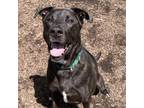 Adopt Hancho a Black Labrador Retriever