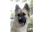 Adopt Max a Tan/Yellow/Fawn German Shepherd Dog / Mixed dog in Houston
