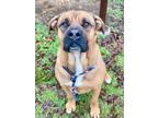 Adopt Mozzy a Brown/Chocolate Mastiff / Mixed dog in Bartlesville, OK (39616429)