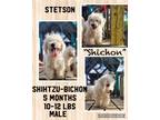 Adopt STETSON in RHODE ISLAND a White Shih Tzu / Bichon Frise / Mixed dog in