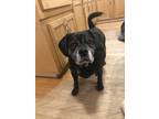 Adopt Benson a Black Beagle / Pug / Mixed dog in Medford, MA (41463199)