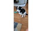 Adopt Apollo a White - with Black Bull Terrier / Border Collie / Mixed dog in