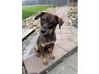 Adopt Charlie (PUPPY) a Black - with Tan, Yellow or Fawn German Shepherd Dog /