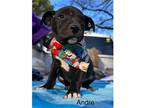Adopt Tina's 8 Andre a Black - with White Labrador Retriever / Mixed dog in