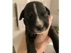 Adopt Tersea Pup Griffin a Black - with White Pit Bull Terrier / Mixed dog in