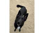 Adopt Daisy a Black German Shepherd Dog / Border Collie / Mixed dog in