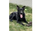 Adopt Treasure a Black German Shepherd Dog / Mixed dog in West Orange