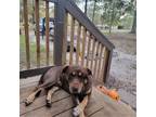 Adopt Chaco a Brown/Chocolate - with Tan Mixed Breed (Medium) / Mixed dog in