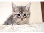 Adopt Marie #15303 a Tiger Striped Domestic Shorthair (short coat) cat in