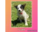 Adopt Perth a White - with Brown or Chocolate Australian Kelpie / Mixed dog in