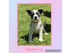 Adopt Sydney a White - with Gray or Silver Australian Kelpie / Mixed dog in